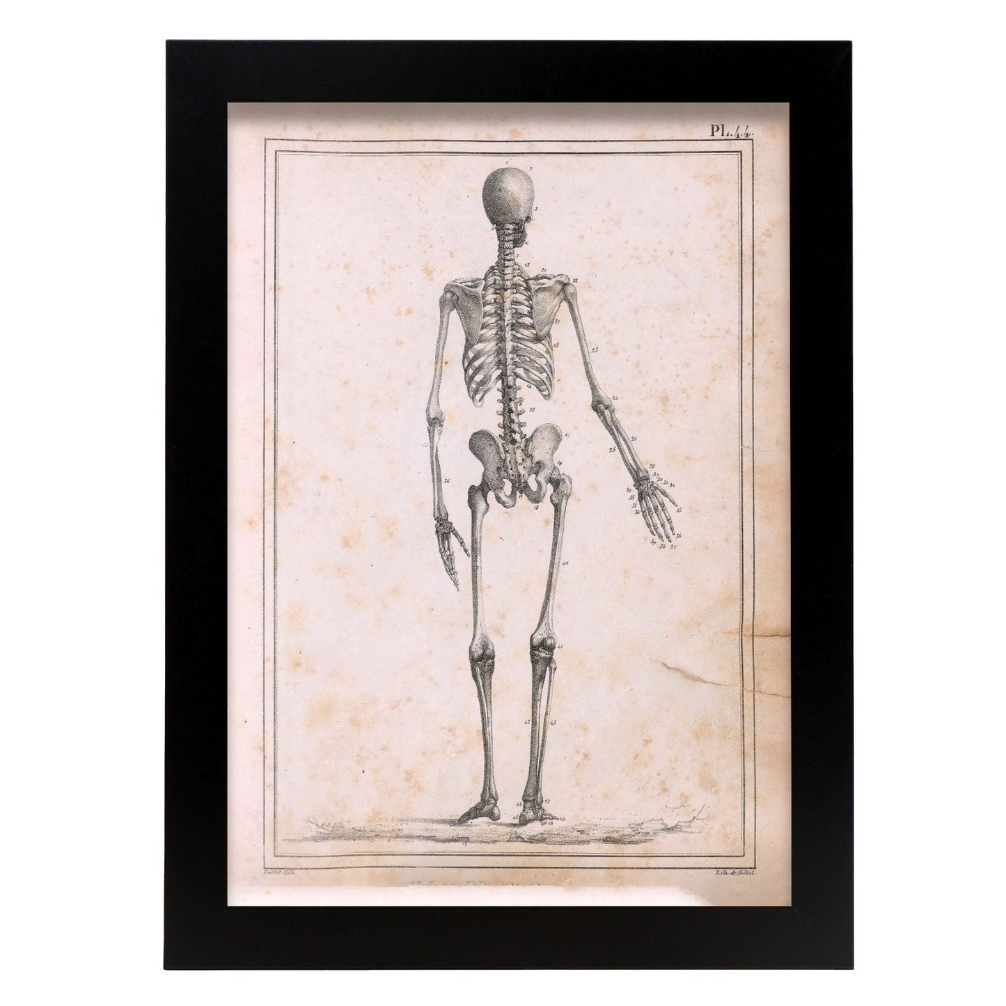 Paillou Skeleton-Artwork-Nacnic-A4-Sin marco-Nacnic Estudio SL