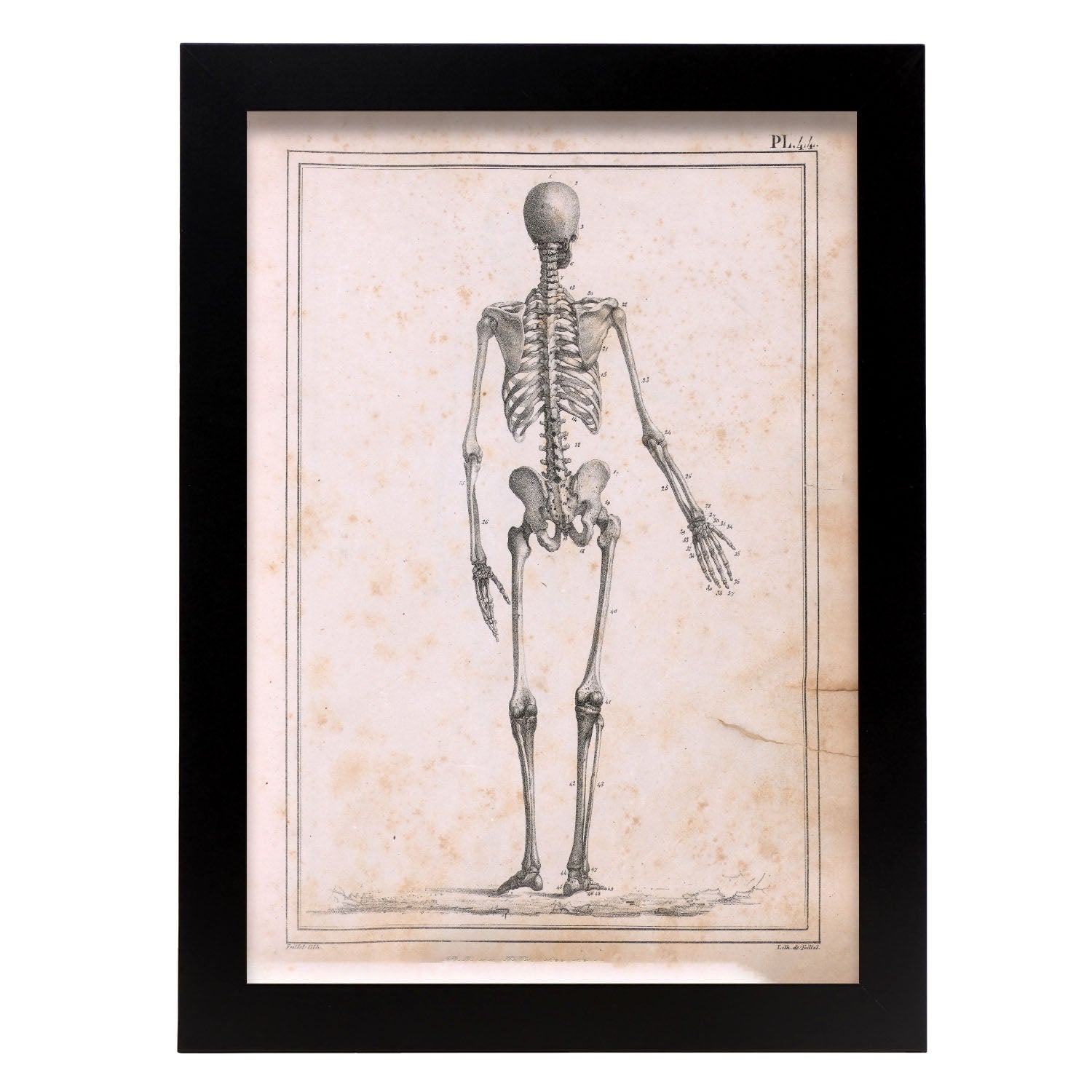Paillou Skeleton-Artwork-Nacnic-A4-Sin marco-Nacnic Estudio SL