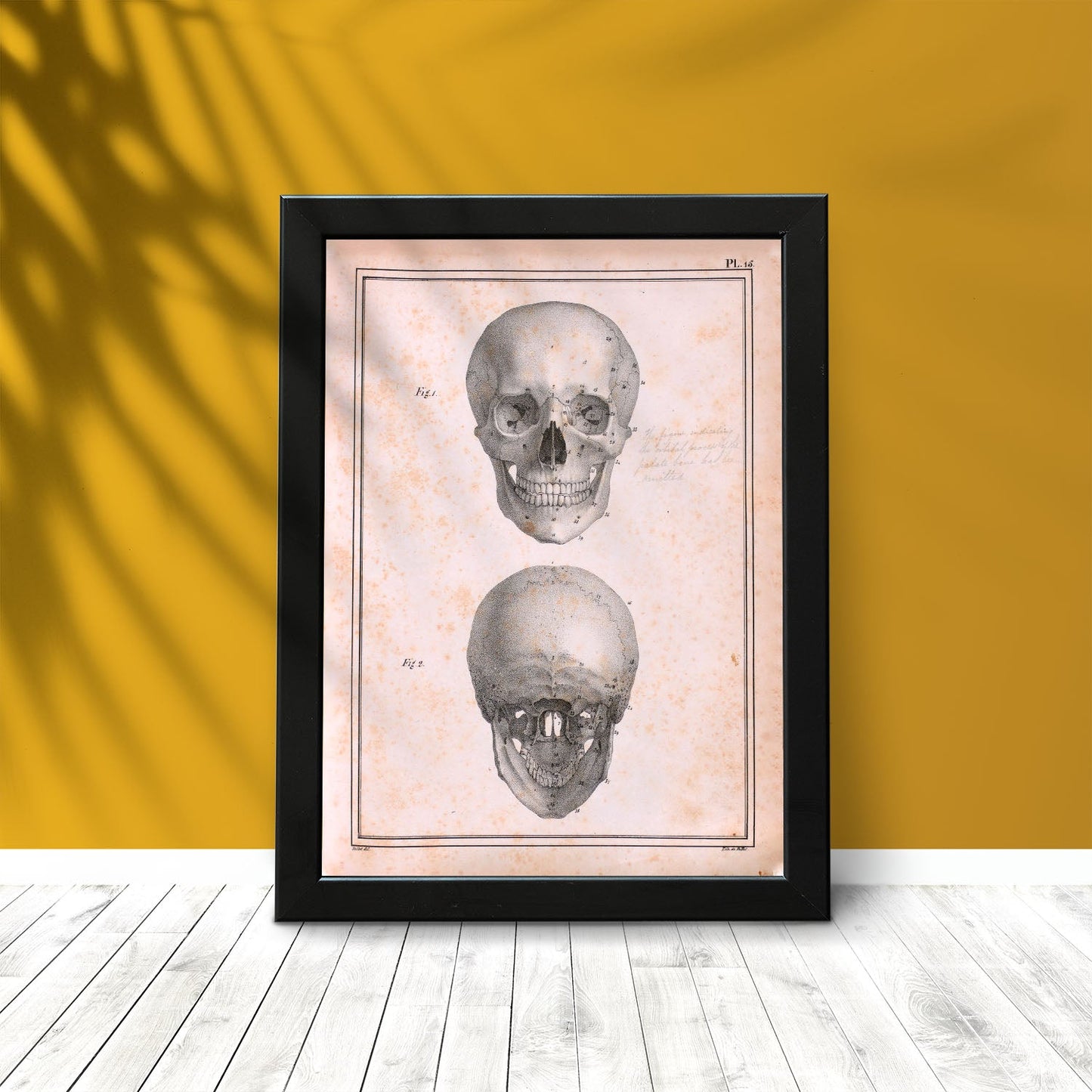 Paillou Skull-Artwork-Nacnic-Nacnic Estudio SL