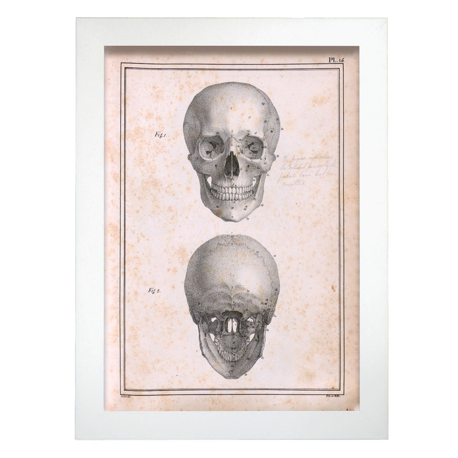 Paillou Skull-Artwork-Nacnic-A4-Marco Blanco-Nacnic Estudio SL
