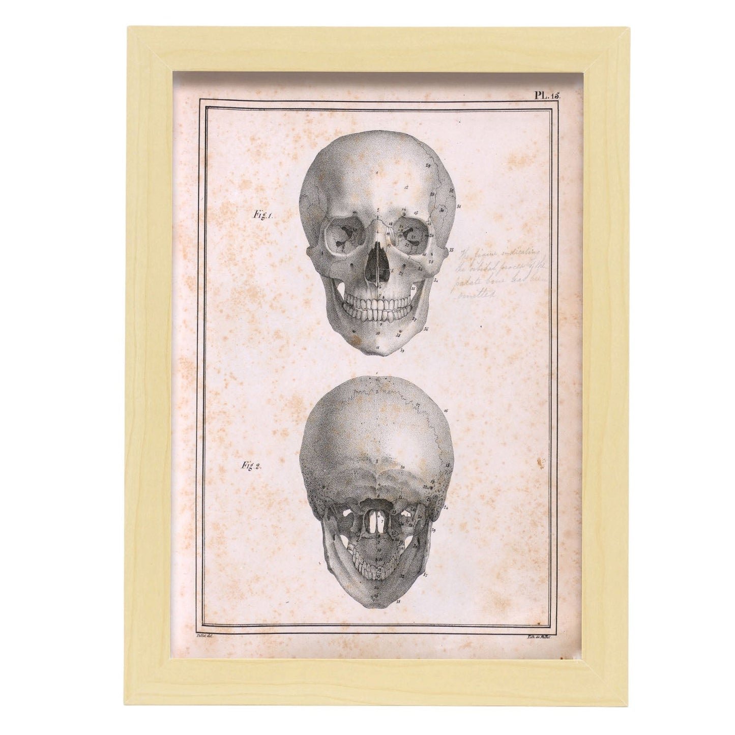 Paillou Skull-Artwork-Nacnic-A4-Marco Madera clara-Nacnic Estudio SL