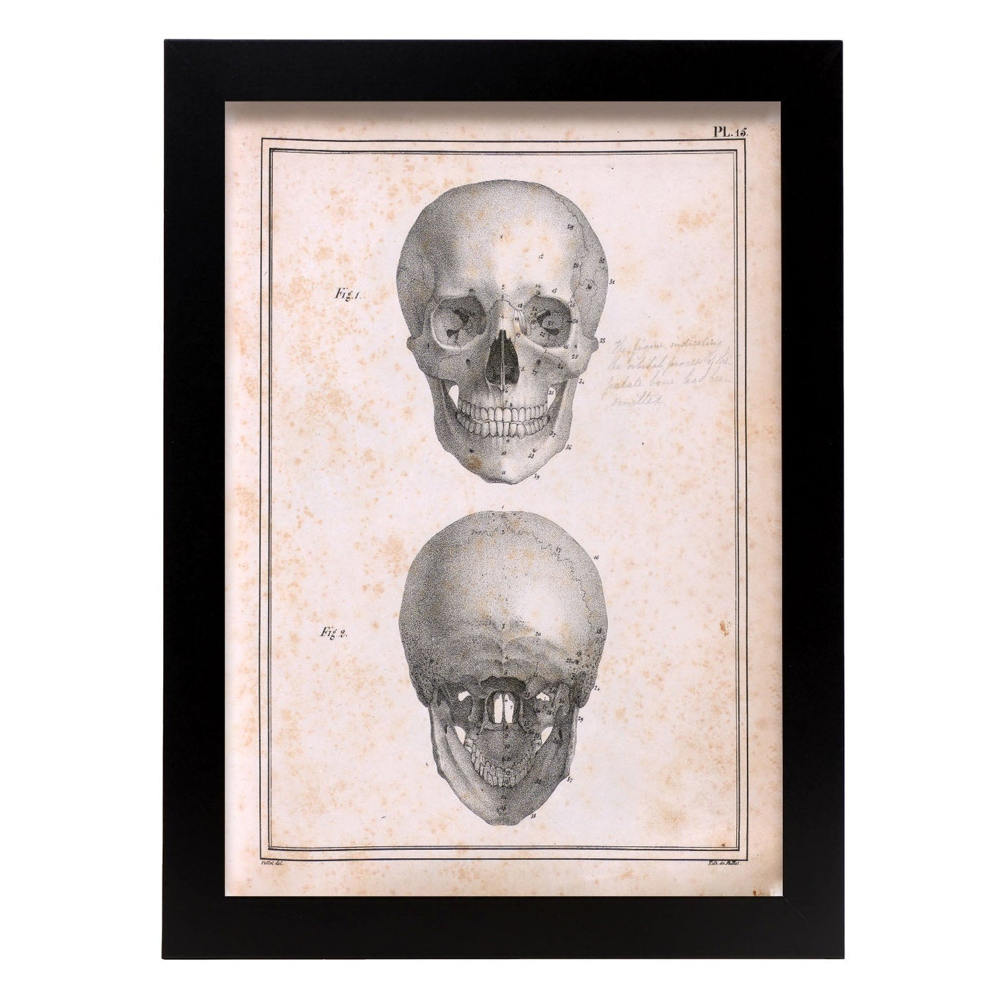 Paillou Skull-Artwork-Nacnic-A4-Sin marco-Nacnic Estudio SL
