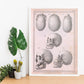 Paillou Skulls; cauasoid, negroid and mongoloid-Artwork-Nacnic-Nacnic Estudio SL