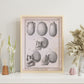 Paillou Skulls; cauasoid, negroid and mongoloid-Artwork-Nacnic-Nacnic Estudio SL