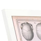 Paillou Skulls; cauasoid, negroid and mongoloid-Artwork-Nacnic-Nacnic Estudio SL