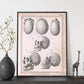 Paillou Skulls; cauasoid, negroid and mongoloid-Artwork-Nacnic-Nacnic Estudio SL