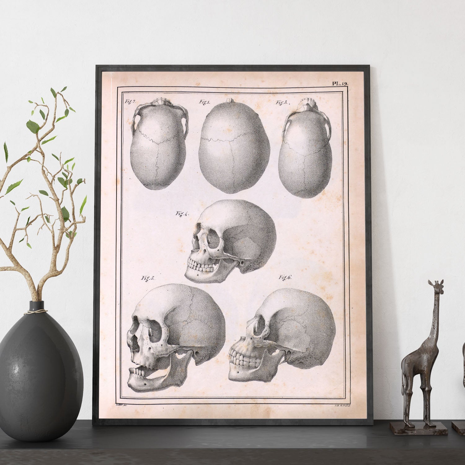 Paillou Skulls; cauasoid, negroid and mongoloid-Artwork-Nacnic-Nacnic Estudio SL
