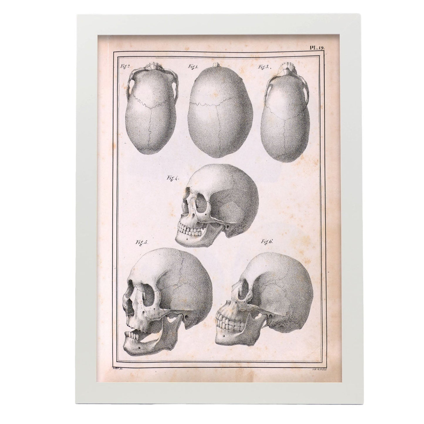 Paillou Skulls; cauasoid, negroid and mongoloid-Artwork-Nacnic-A3-Marco Blanco-Nacnic Estudio SL