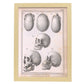 Paillou Skulls; cauasoid, negroid and mongoloid-Artwork-Nacnic-A3-Marco Madera clara-Nacnic Estudio SL