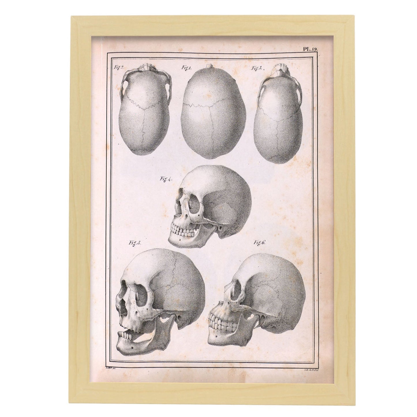 Paillou Skulls; cauasoid, negroid and mongoloid-Artwork-Nacnic-A3-Marco Madera clara-Nacnic Estudio SL
