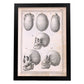 Paillou Skulls; cauasoid, negroid and mongoloid-Artwork-Nacnic-A3-Sin marco-Nacnic Estudio SL