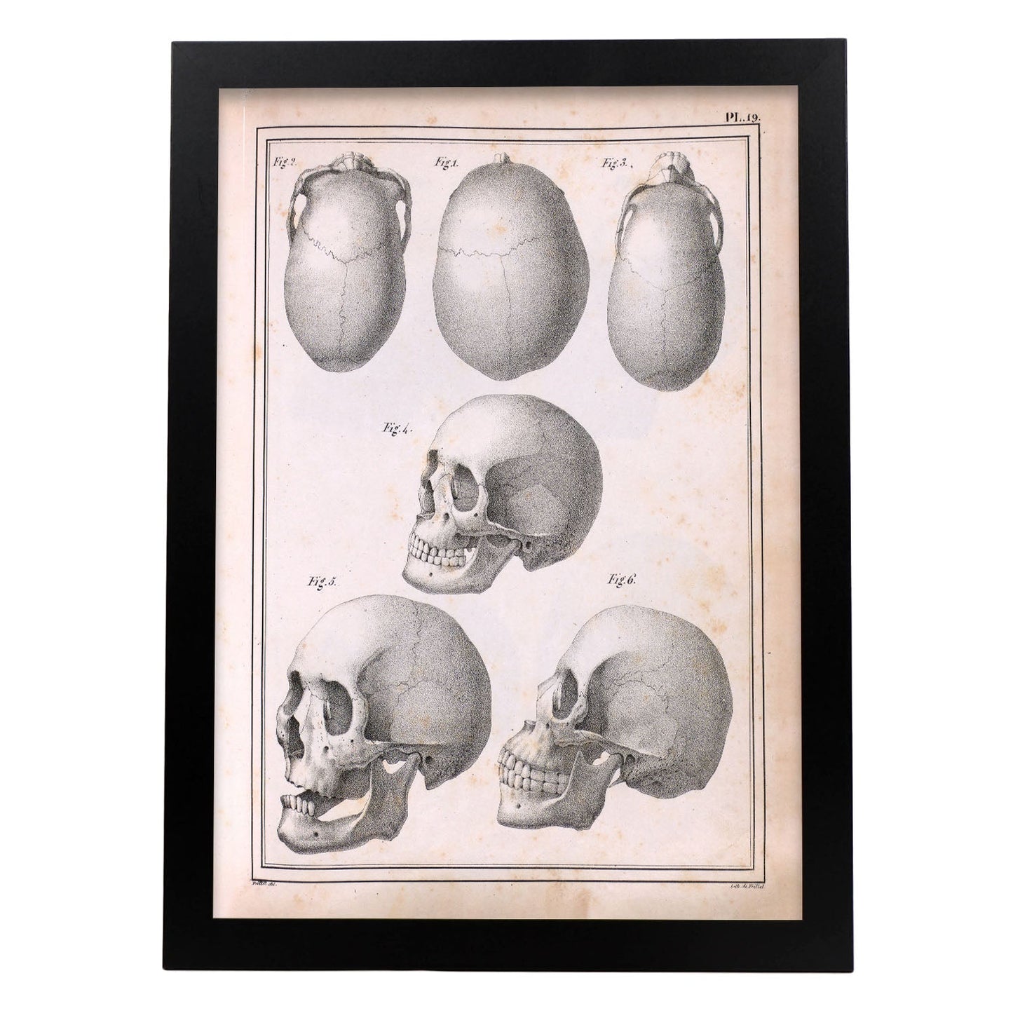Paillou Skulls; cauasoid, negroid and mongoloid-Artwork-Nacnic-A3-Sin marco-Nacnic Estudio SL
