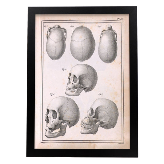 Paillou Skulls; cauasoid, negroid and mongoloid-Artwork-Nacnic-A3-Sin marco-Nacnic Estudio SL