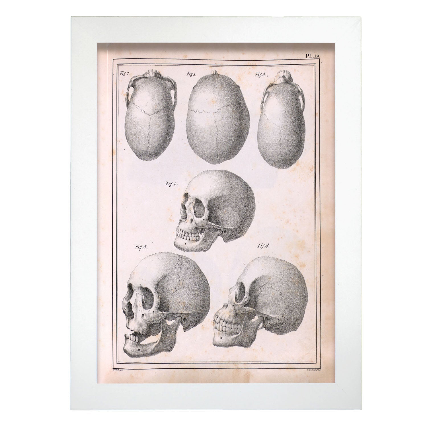 Paillou Skulls; cauasoid, negroid and mongoloid-Artwork-Nacnic-A4-Marco Blanco-Nacnic Estudio SL