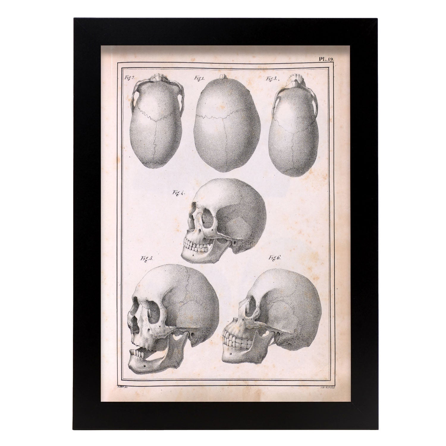 Paillou Skulls; cauasoid, negroid and mongoloid-Artwork-Nacnic-A4-Sin marco-Nacnic Estudio SL