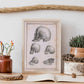 Paillou Skulls; geriatric, caucasiod and negroid adult, orangutan, and dog-Artwork-Nacnic-Nacnic Estudio SL
