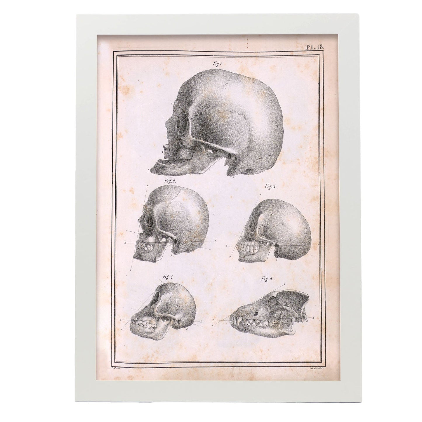Paillou Skulls; geriatric, caucasiod and negroid adult, orangutan, and dog-Artwork-Nacnic-A3-Marco Blanco-Nacnic Estudio SL