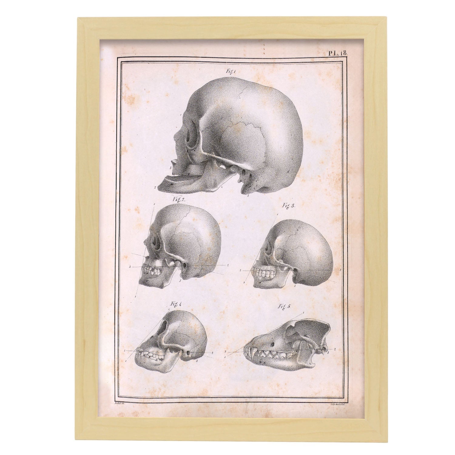 Paillou Skulls; geriatric, caucasiod and negroid adult, orangutan, and dog-Artwork-Nacnic-A3-Marco Madera clara-Nacnic Estudio SL