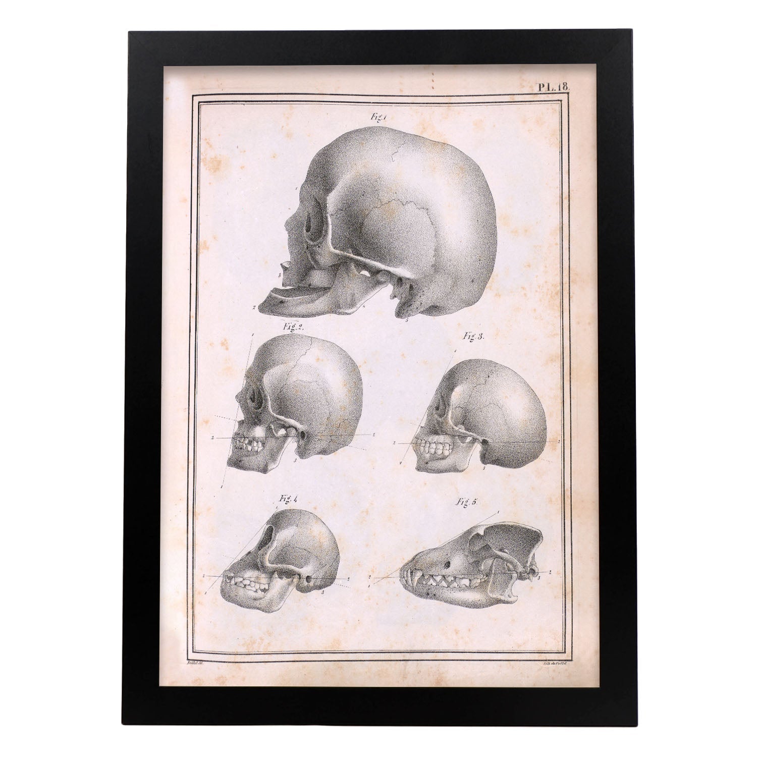 Paillou Skulls; geriatric, caucasiod and negroid adult, orangutan, and dog-Artwork-Nacnic-A3-Sin marco-Nacnic Estudio SL
