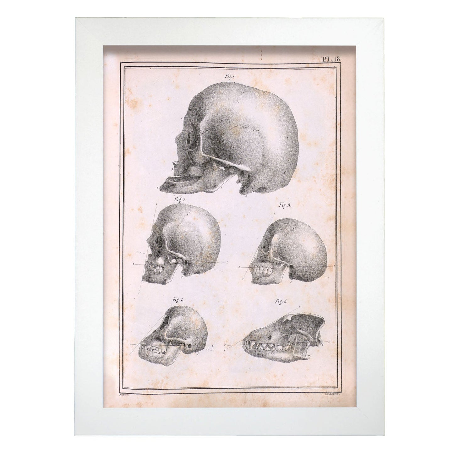 Paillou Skulls; geriatric, caucasiod and negroid adult, orangutan, and dog-Artwork-Nacnic-A4-Marco Blanco-Nacnic Estudio SL