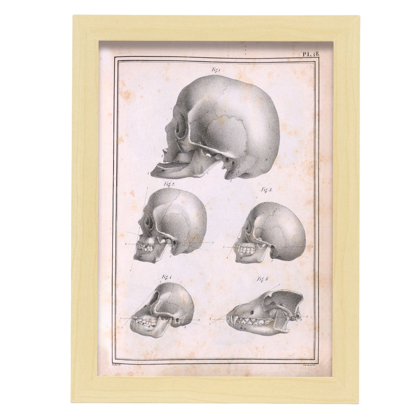 Paillou Skulls; geriatric, caucasiod and negroid adult, orangutan, and dog-Artwork-Nacnic-A4-Marco Madera clara-Nacnic Estudio SL
