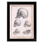 Paillou Skulls; geriatric, caucasiod and negroid adult, orangutan, and dog-Artwork-Nacnic-A4-Sin marco-Nacnic Estudio SL