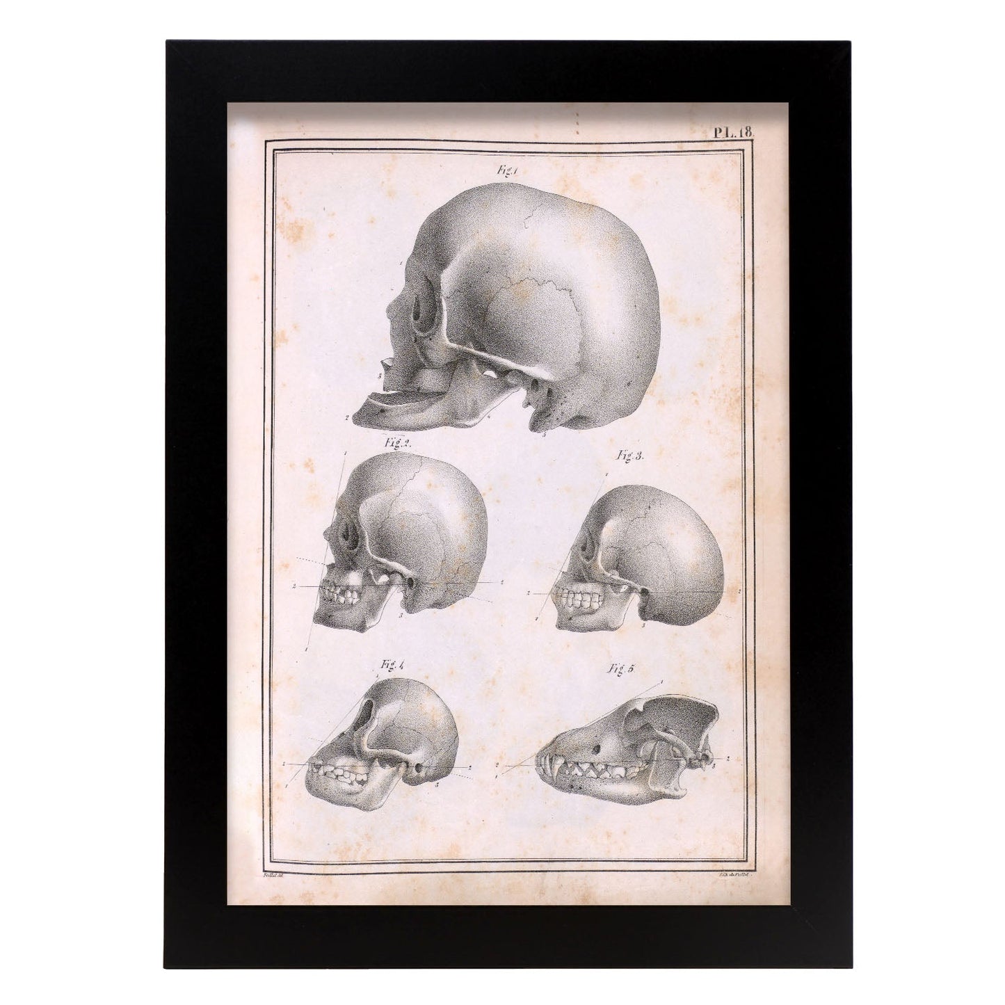 Paillou Skulls; geriatric, caucasiod and negroid adult, orangutan, and dog-Artwork-Nacnic-A4-Sin marco-Nacnic Estudio SL