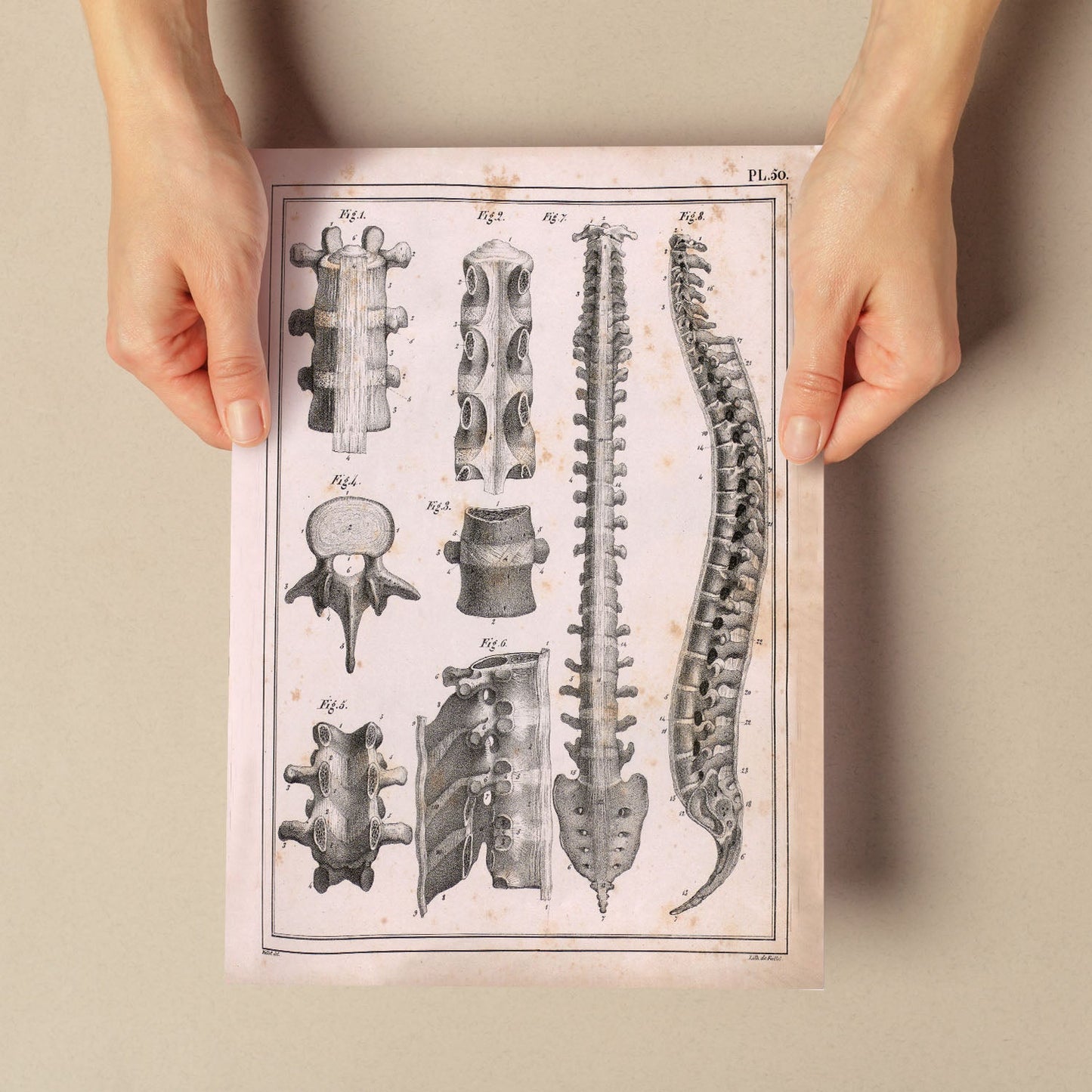 Paillou Spine; vertebrae, sacrum and coccyx with ligaments-Artwork-Nacnic-Nacnic Estudio SL