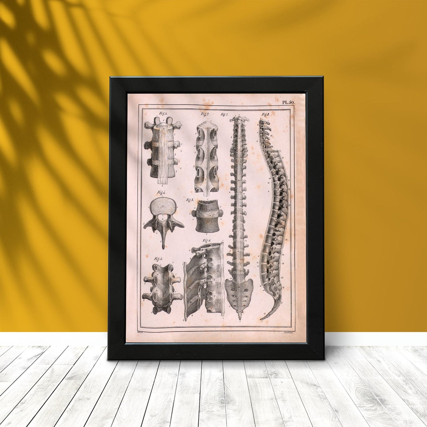 Paillou Spine; vertebrae, sacrum and coccyx with ligaments-Artwork-Nacnic-Nacnic Estudio SL