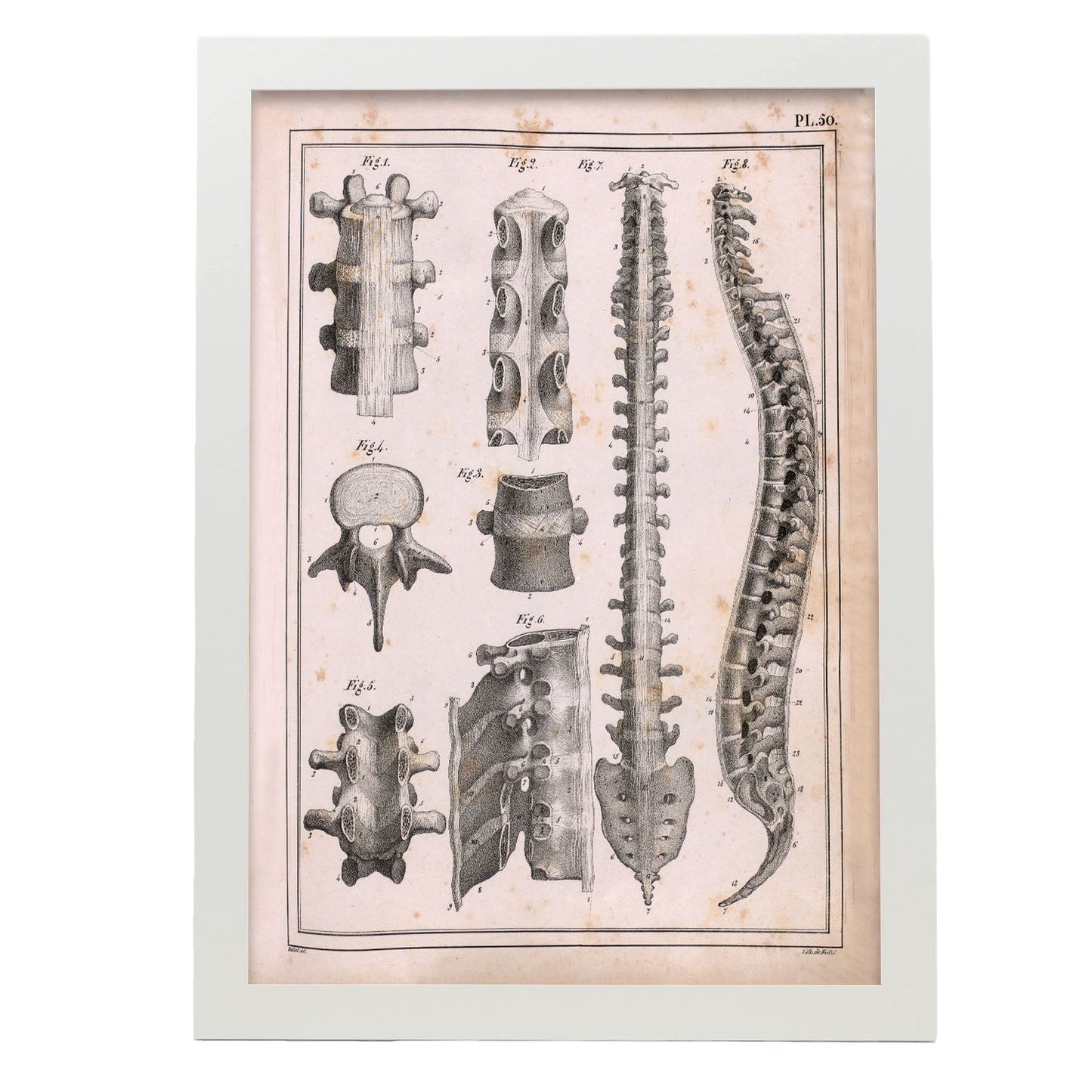 Paillou Spine; vertebrae, sacrum and coccyx with ligaments-Artwork-Nacnic-A3-Marco Blanco-Nacnic Estudio SL