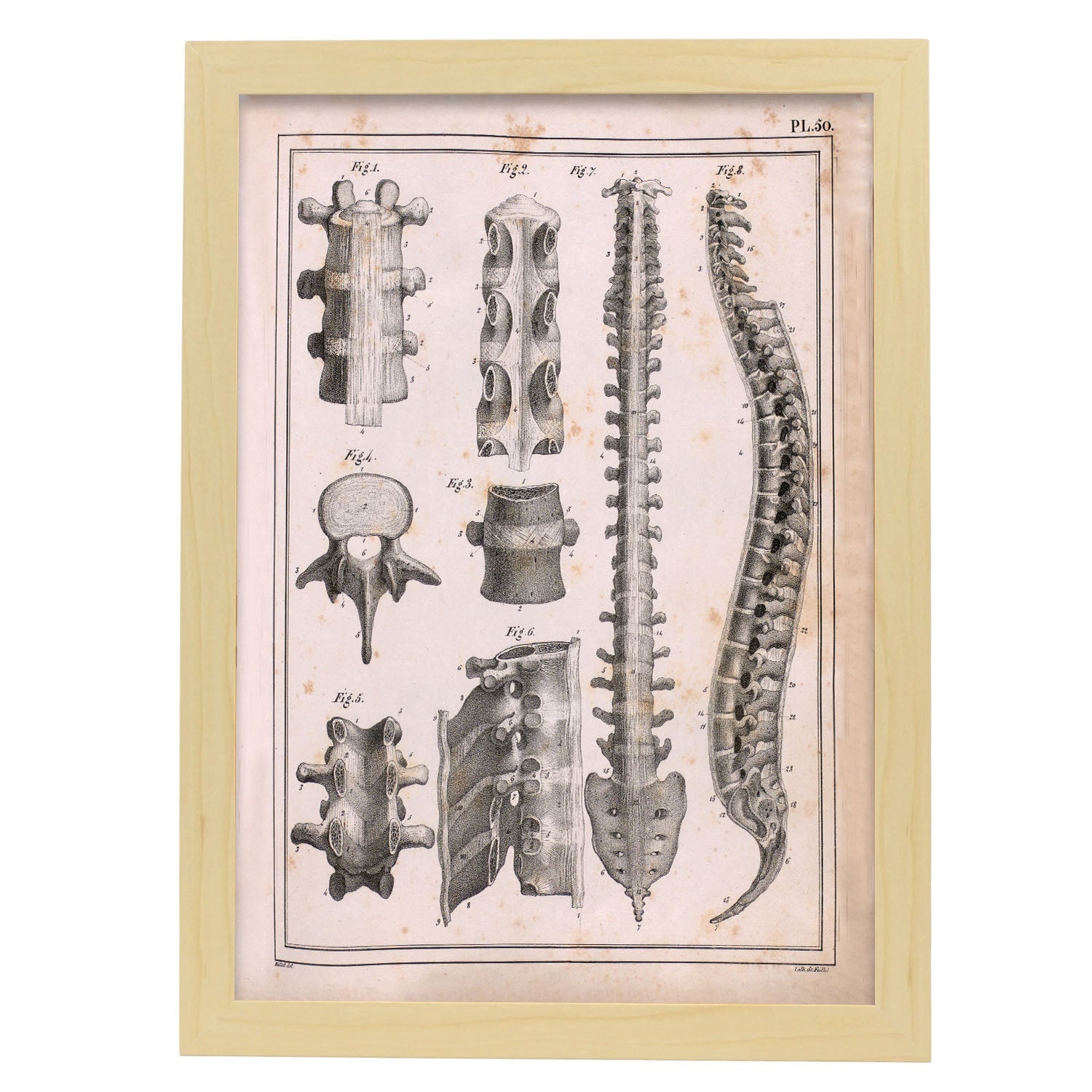 Paillou Spine; vertebrae, sacrum and coccyx with ligaments-Artwork-Nacnic-A3-Marco Madera clara-Nacnic Estudio SL