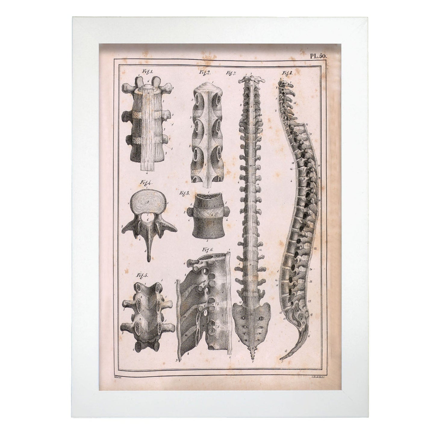 Paillou Spine; vertebrae, sacrum and coccyx with ligaments-Artwork-Nacnic-A4-Marco Blanco-Nacnic Estudio SL