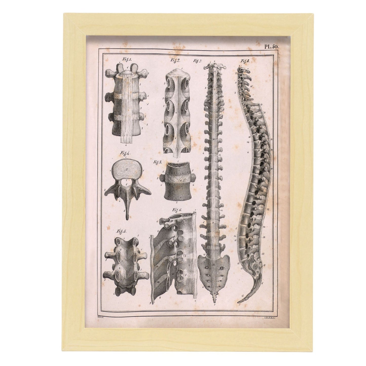 Paillou Spine; vertebrae, sacrum and coccyx with ligaments-Artwork-Nacnic-A4-Marco Madera clara-Nacnic Estudio SL