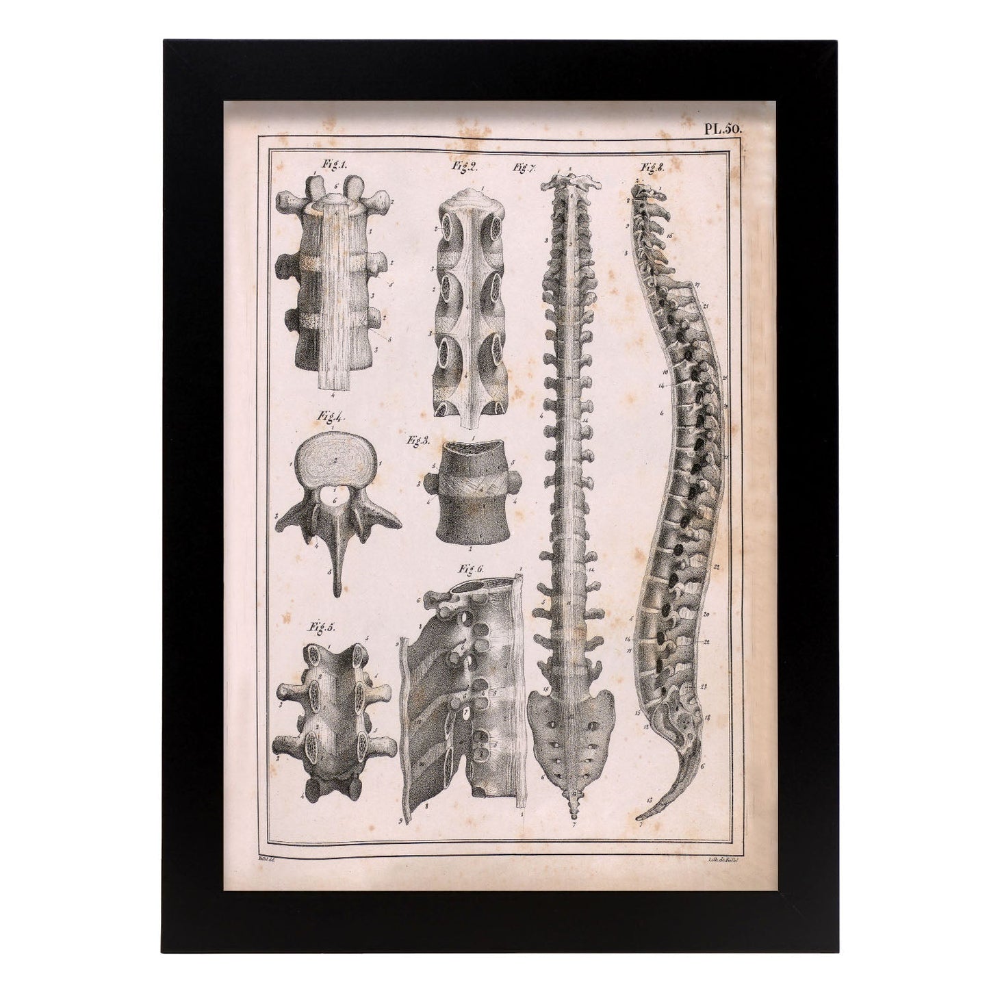 Paillou Spine; vertebrae, sacrum and coccyx with ligaments-Artwork-Nacnic-A4-Sin marco-Nacnic Estudio SL