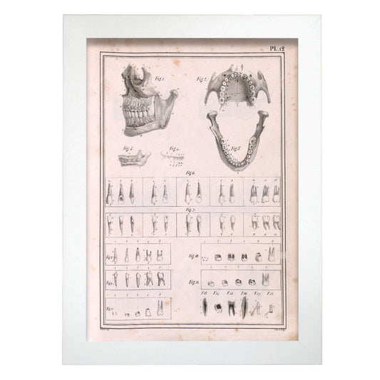Paillou Teeth, maxilla and mandible-Artwork-Nacnic-A4-Marco Blanco-Nacnic Estudio SL