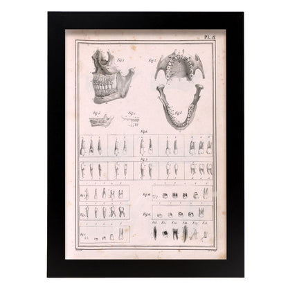Paillou Teeth, maxilla and mandible-Artwork-Nacnic-A4-Sin marco-Nacnic Estudio SL