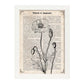 Poster de Amapola blanco y negro. Láminas de flores diseñadas con estilo antiguo. Diseño de botánica y plantas.-Artwork-Nacnic-Nacnic Estudio SL
