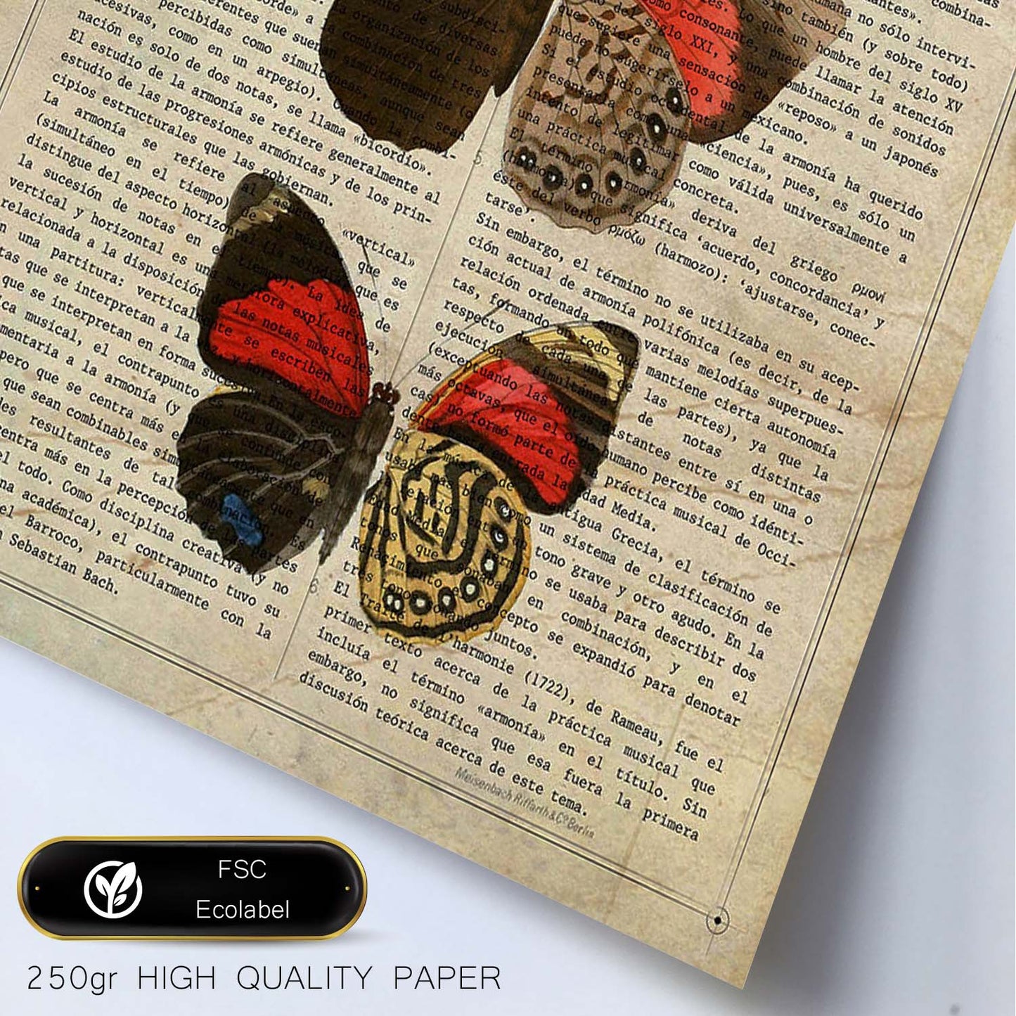 Poster de Biblis hyperia. Láminas de mariposas. Decoración de mariposas y polillas.-Artwork-Nacnic-Nacnic Estudio SL