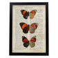 Poster de Biblis hyperia. Láminas de mariposas. Decoración de mariposas y polillas.-Artwork-Nacnic-A3-Marco Negro-Nacnic Estudio SL