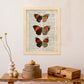 Poster de Biblis hyperia. Láminas de mariposas. Decoración de mariposas y polillas.-Artwork-Nacnic-Nacnic Estudio SL
