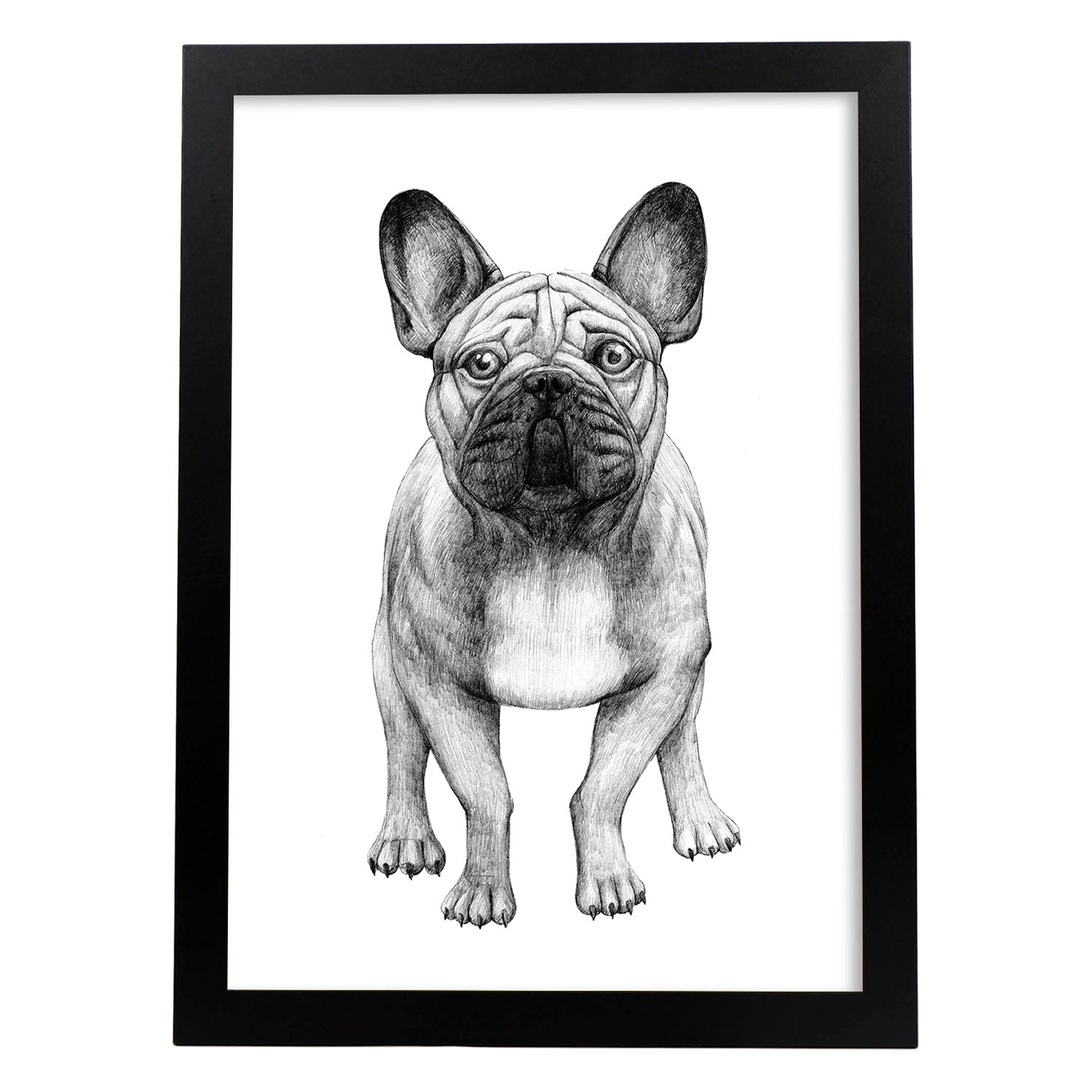 Poster de Bulldog blanco. Lámina decorativa de perros.-Artwork-Nacnic-A3-Marco Negro-Nacnic Estudio SL