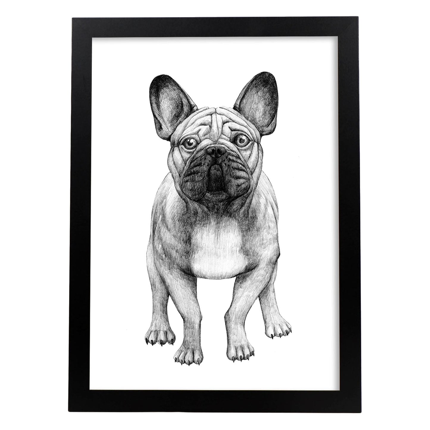 Poster de Bulldog blanco. Lámina decorativa de perros.-Artwork-Nacnic-A4-Marco Negro-Nacnic Estudio SL