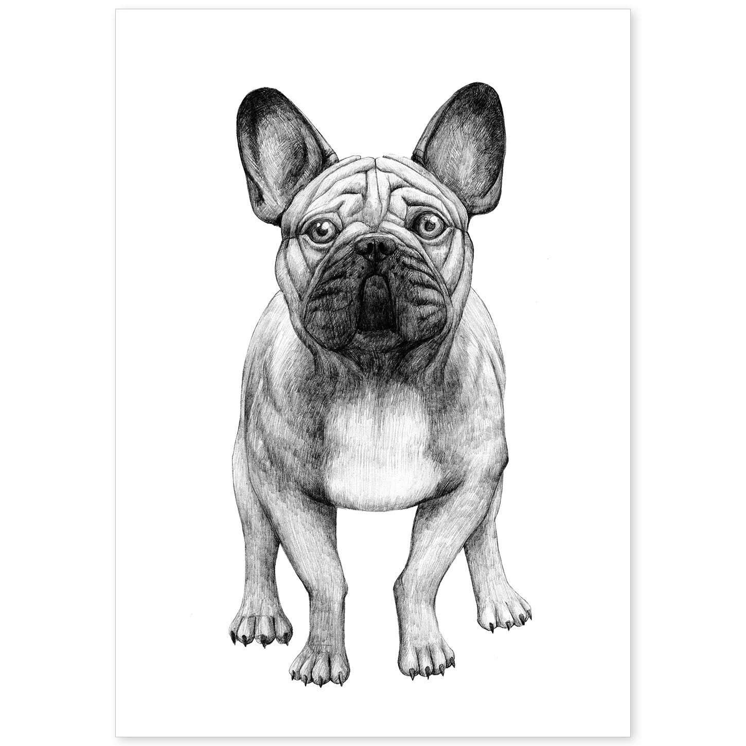 Poster de Bulldog blanco. Lámina decorativa de perros.-Artwork-Nacnic-A4-Sin marco-Nacnic Estudio SL