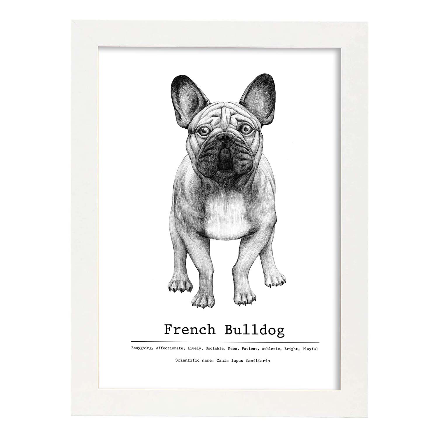 Poster de Bulldog con texto. Lámina decorativa de perros.-Artwork-Nacnic-A3-Marco Blanco-Nacnic Estudio SL