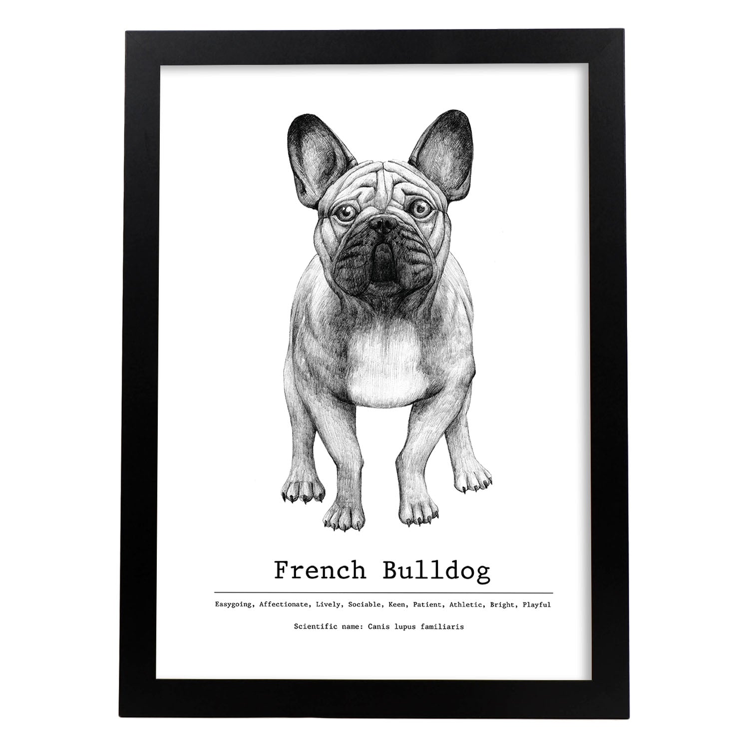 Poster de Bulldog con texto. Lámina decorativa de perros.-Artwork-Nacnic-A3-Marco Negro-Nacnic Estudio SL