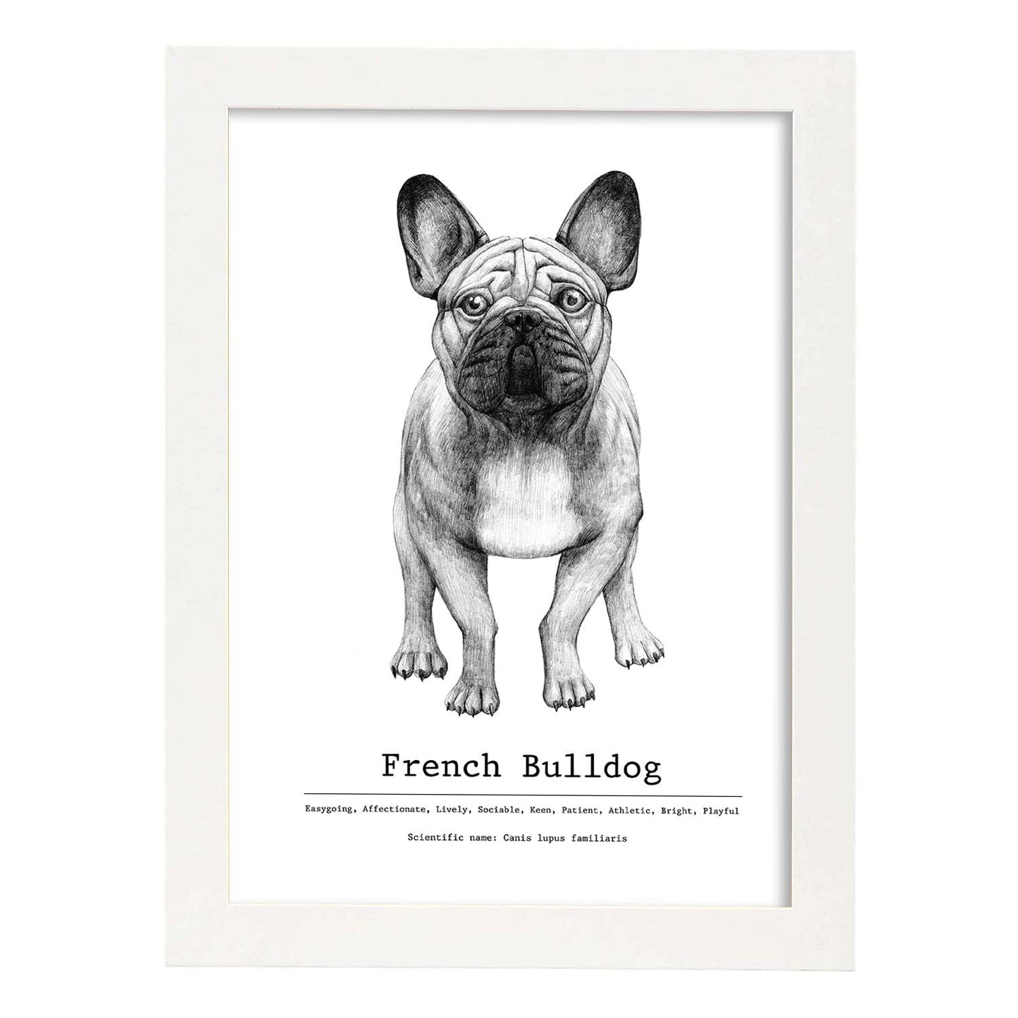 Poster de Bulldog con texto. Lámina decorativa de perros.-Artwork-Nacnic-A4-Marco Blanco-Nacnic Estudio SL