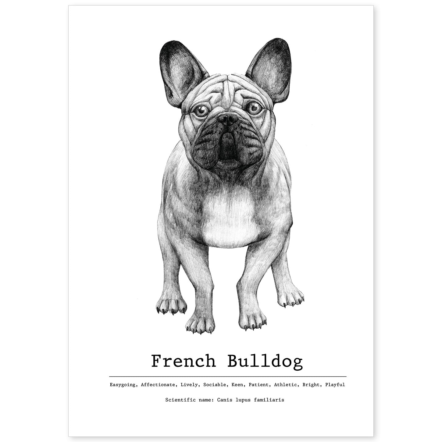 Poster de Bulldog con texto. Lámina decorativa de perros.-Artwork-Nacnic-A4-Sin marco-Nacnic Estudio SL