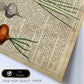 Poster de Cebollas y ajos. Láminas de frutas y verduras con definiciones. Ilustraciones de alimentacion vegetariana.-Artwork-Nacnic-Nacnic Estudio SL