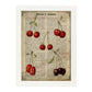 Poster de Cerezas. Láminas de frutas y verduras con definiciones. Ilustraciones de alimentacion vegetariana.-Artwork-Nacnic-A3-Marco Blanco-Nacnic Estudio SL