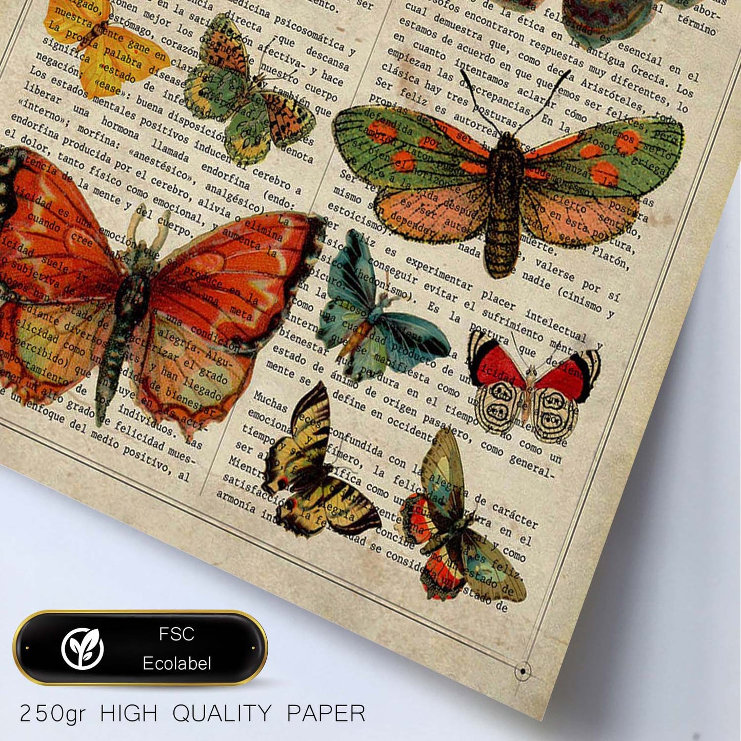 Poster de Colección de mariposas. Láminas de mariposas. Decoración de mariposas y polillas.-Artwork-Nacnic-Nacnic Estudio SL